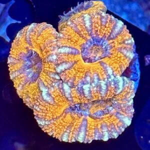 Acan
