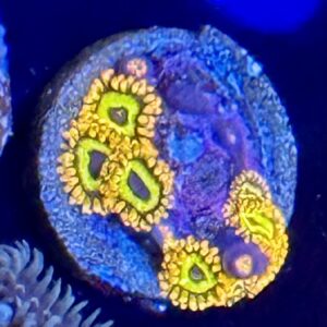 Fruit Loops Zoas