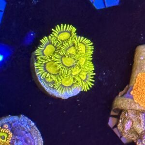 King Midas Zoa