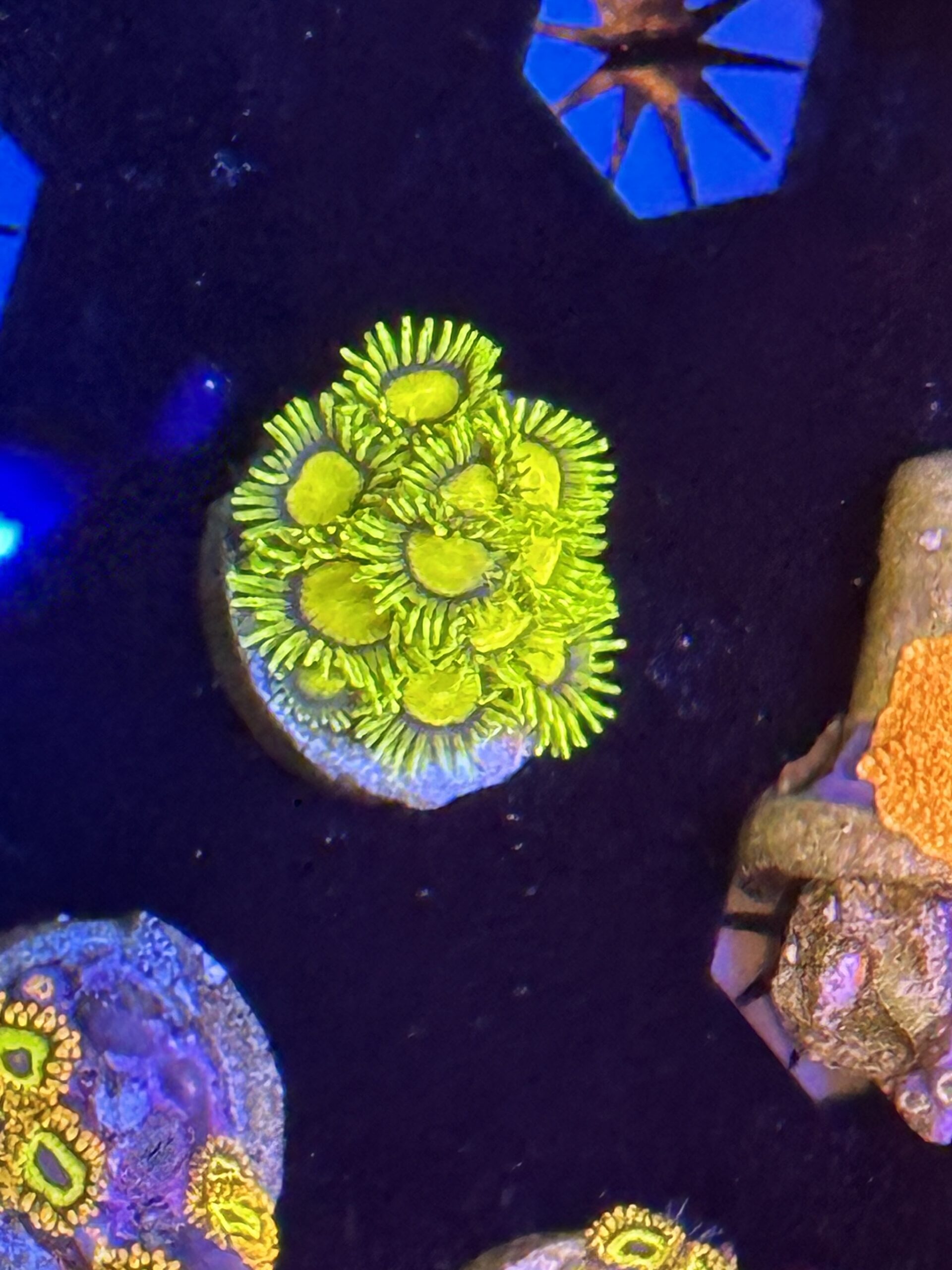 King Midas Zoa