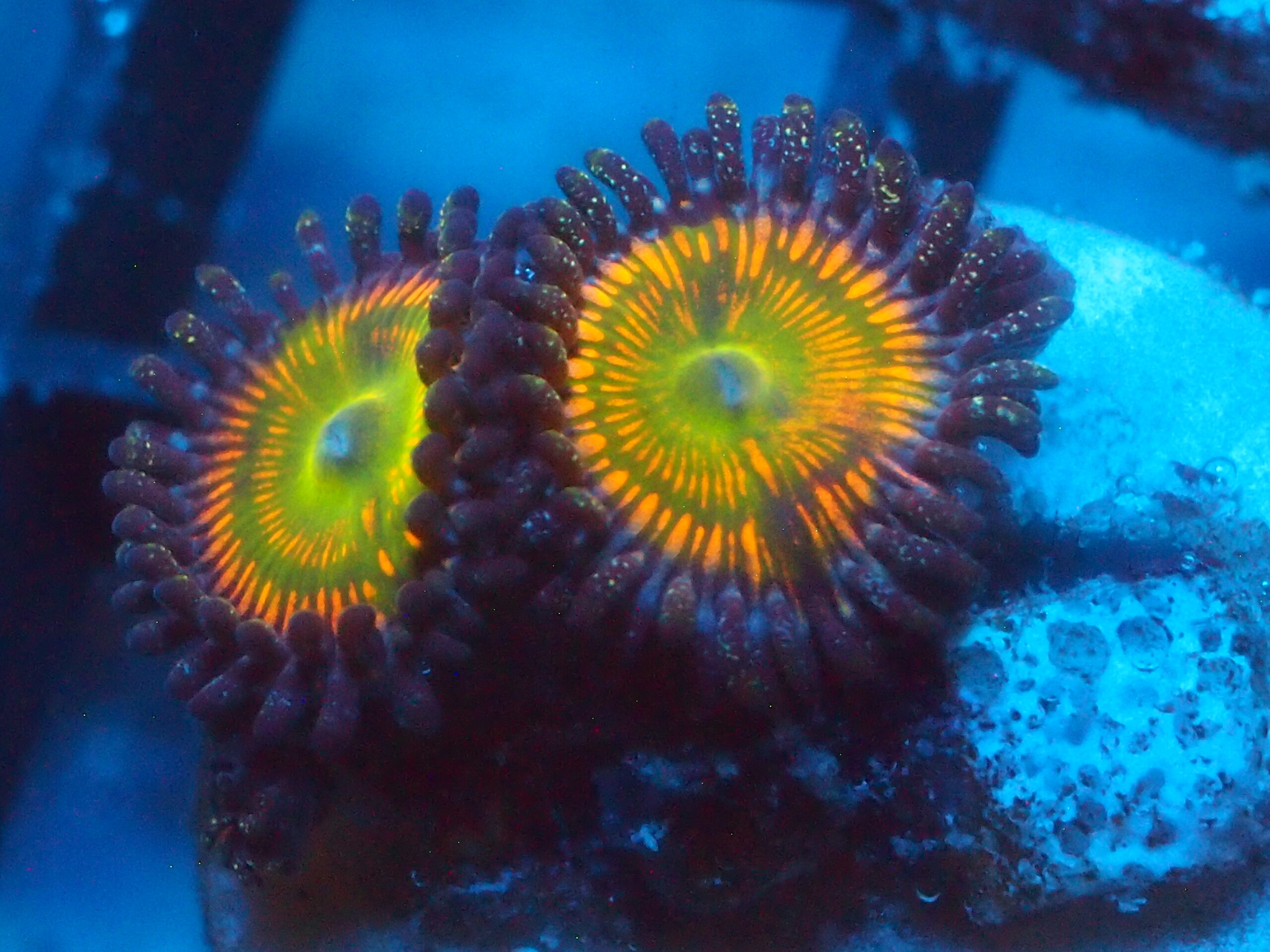 Tyree Rainbow Infusion Zoa