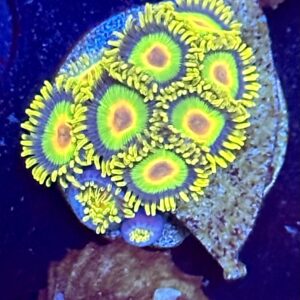 Zoanthids