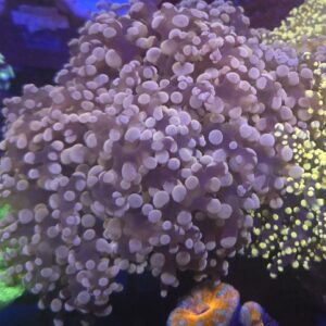 Pink Octospawn
