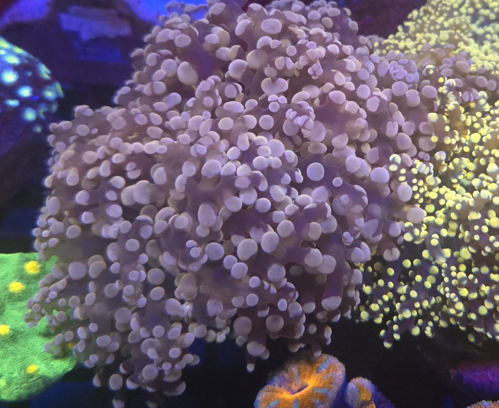 Pink Octospawn