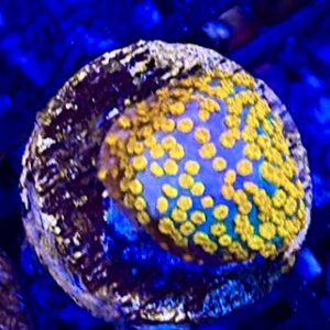 Aquaman Encrusting Montipora
