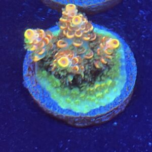 SPS