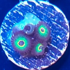 Bob Marley Zoa