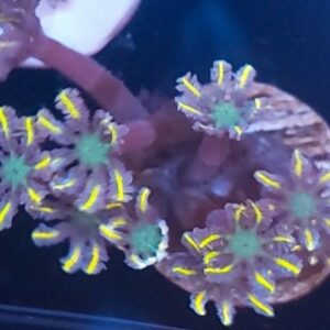 Clove Polyps