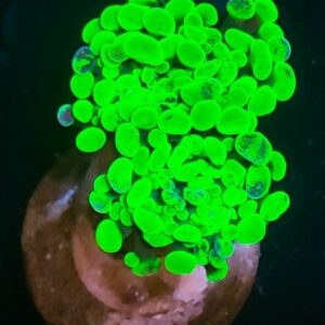 Neon Green Splatter Hammer