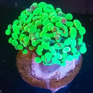 Double Head  Neon Green Splatter Hammer