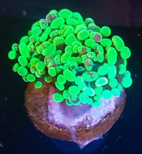 Double Head Neon Green Splatter Hammer