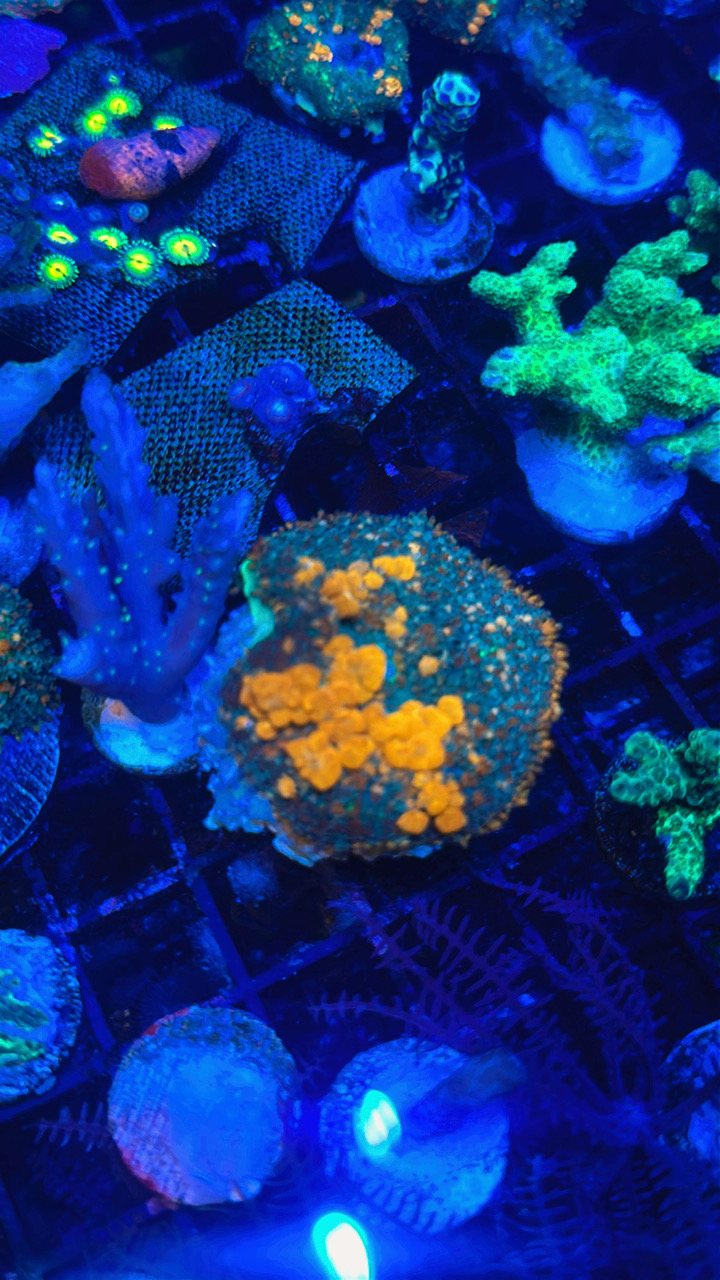 XL Sunkist Bounce Mushroom
