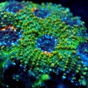Acanthastrea Echinata