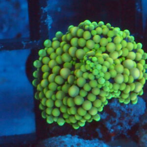 Green Ricordia Mushroom