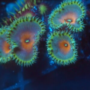 Captain America Zoa