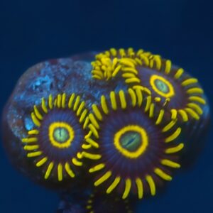 Purple Hornets Zoas