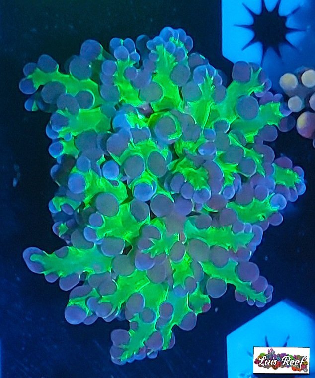 Neon Green Frogspawn