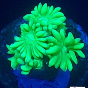 Green Gonipora