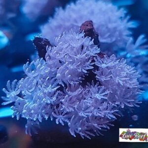 Pulsing Xenia