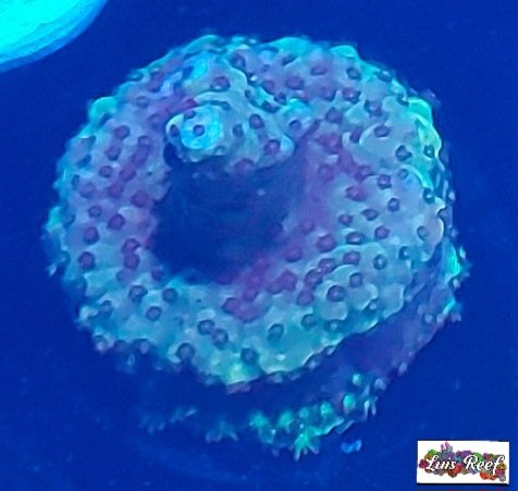 Pink Cadillac Acropora