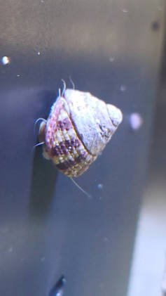 Trochus snail