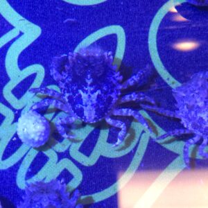 Pitho Crab