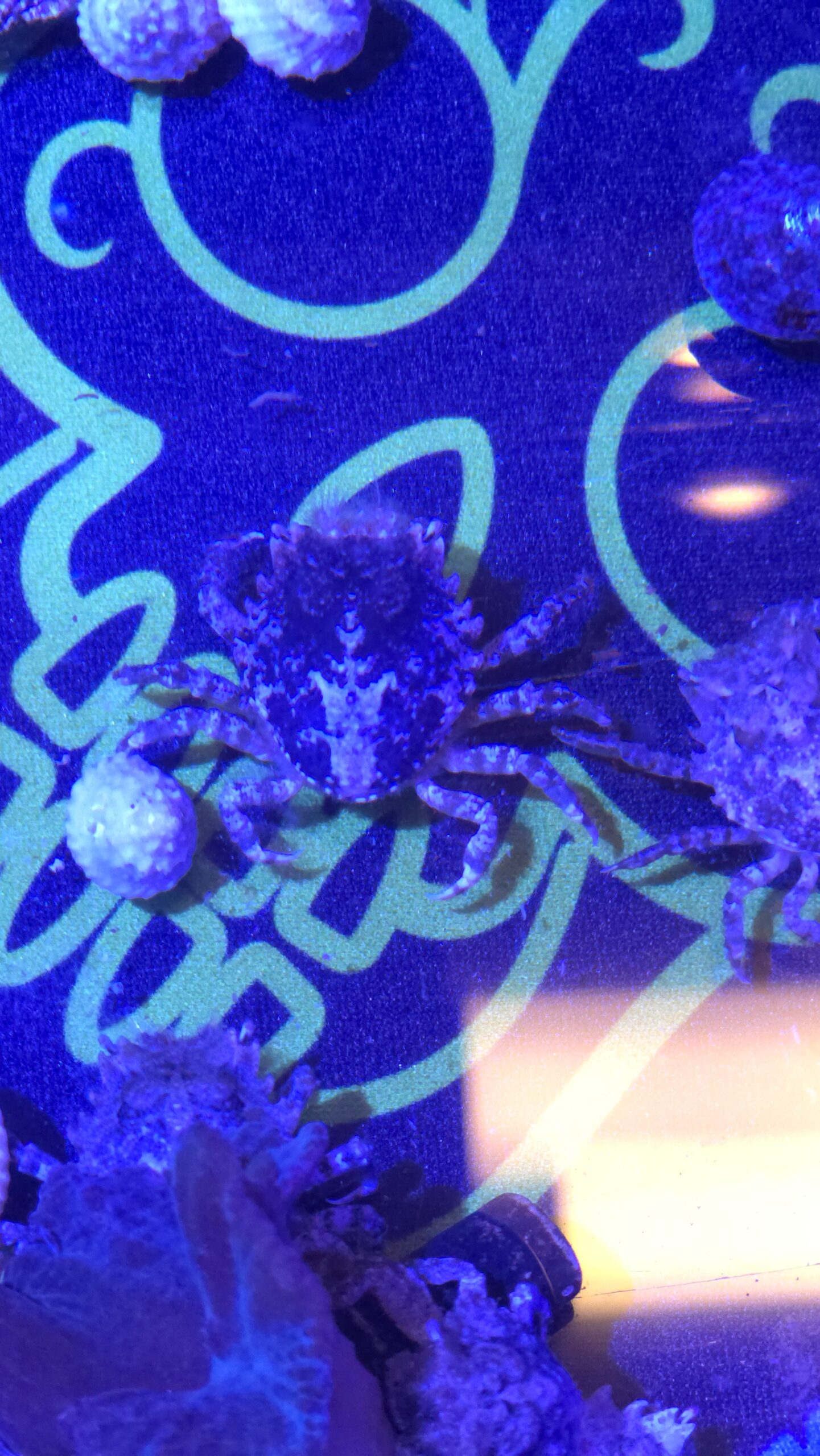 Pitho Crab