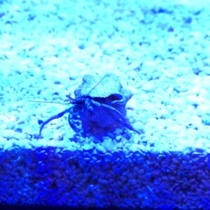 Blue Legged Crabs