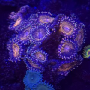 Pink and Gold Zoa