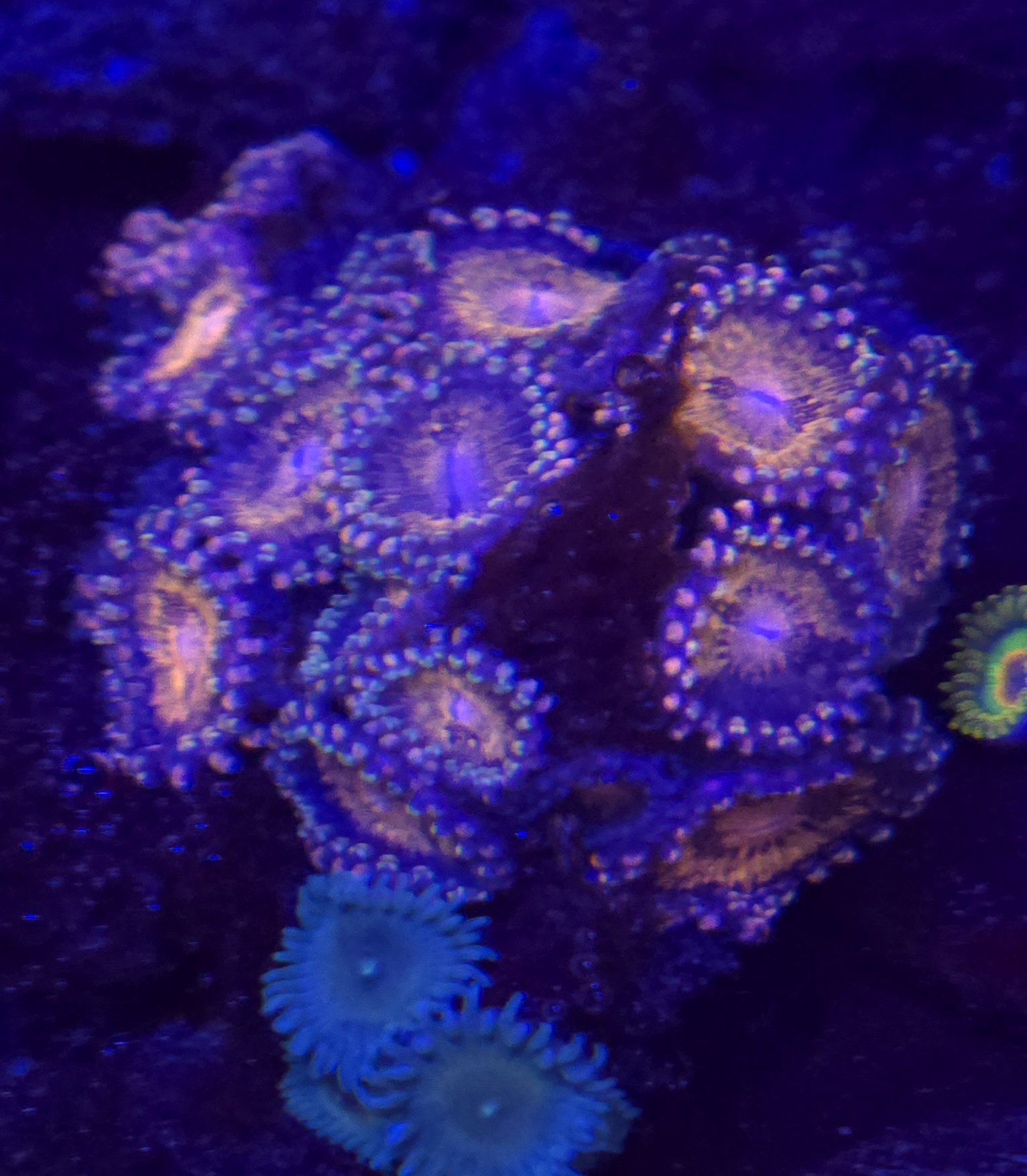 Pink and Gold Zoa