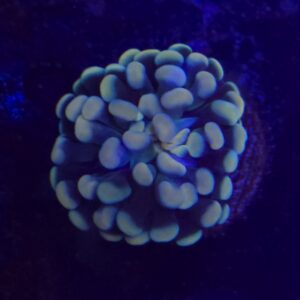 ASD holy grail hammer