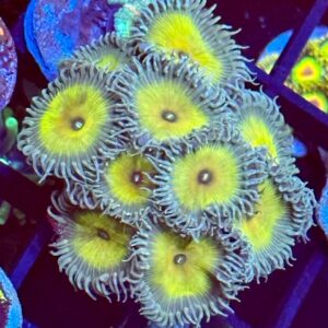 Captain Jerk Zoa