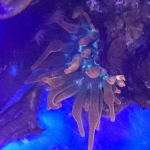 Rainbow Bubble Tip Anemone