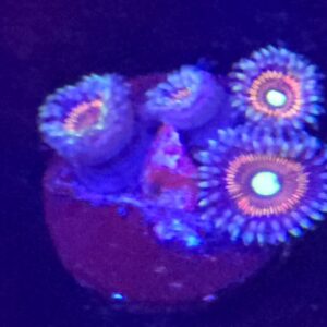 Armor of Gods Zoa