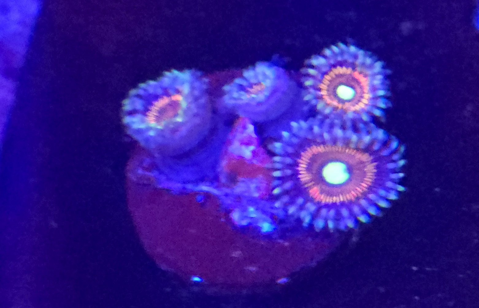 Armor of Gods Zoa