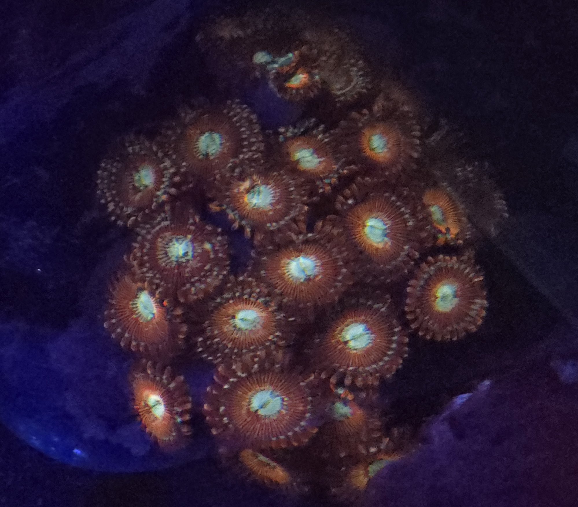 Magician Zoa - Image 2