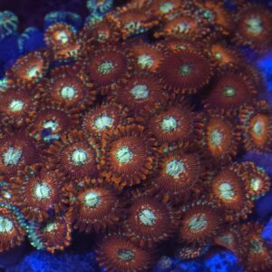 Magician Zoa