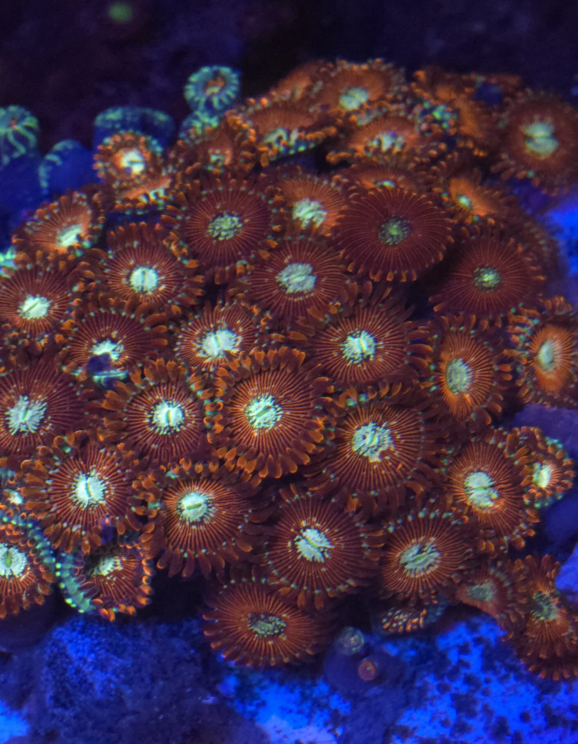 Magician Zoa