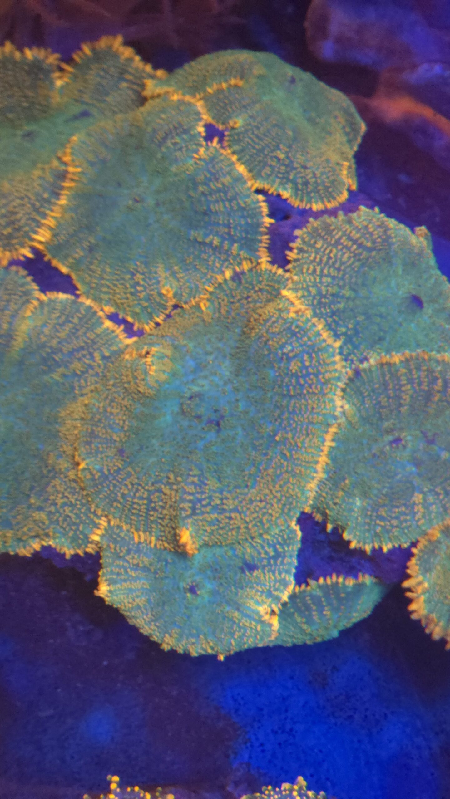 Tequila Sunrise Rhodactis Mushroom - Image 4