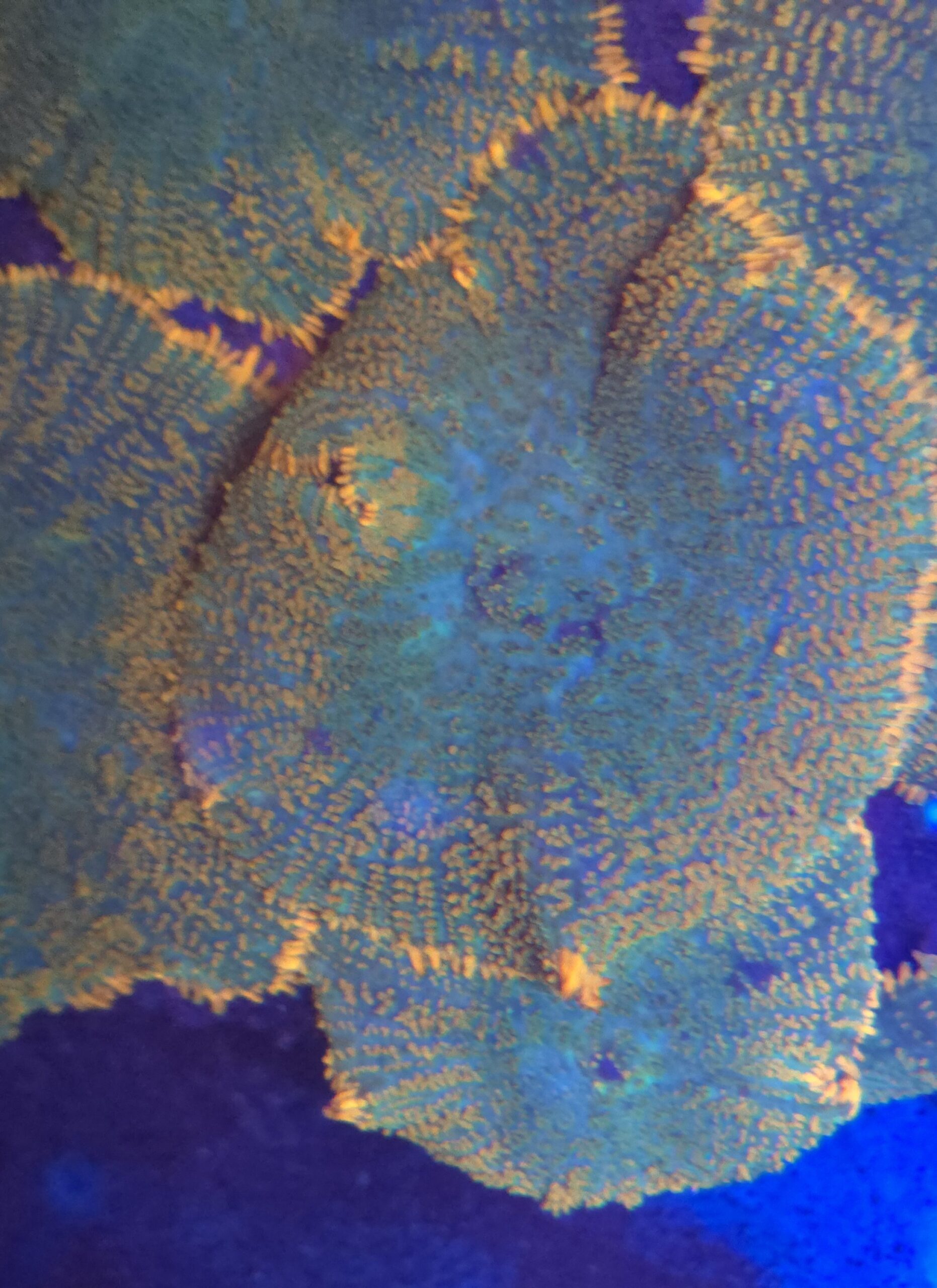 Tequila Sunrise Rhodactis Mushroom - Image 3
