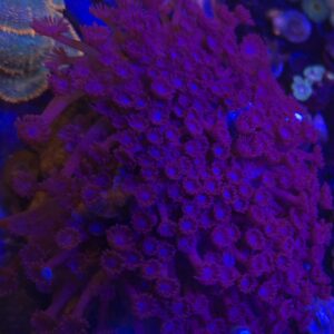 Branching Gonipora