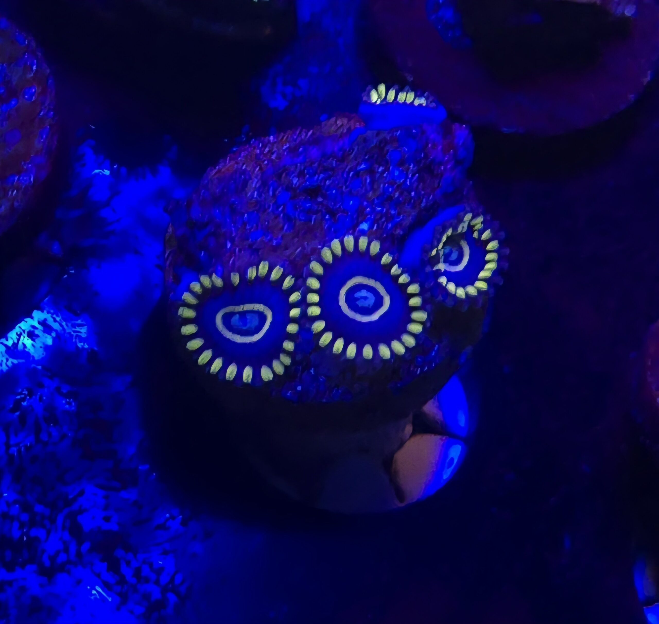 Blue Hornets Zoa - Image 2