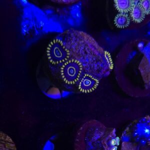Blue Hornets Zoa