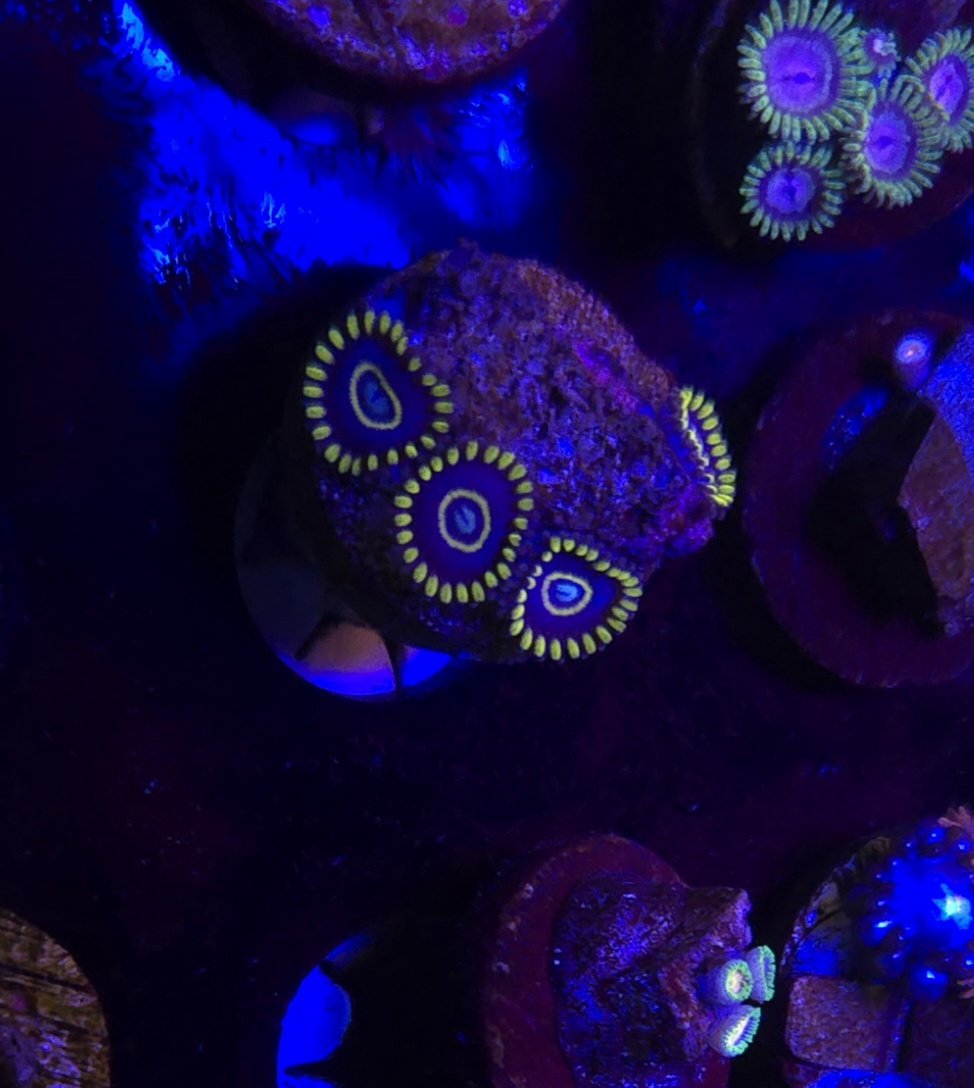 Blue Hornets Zoa