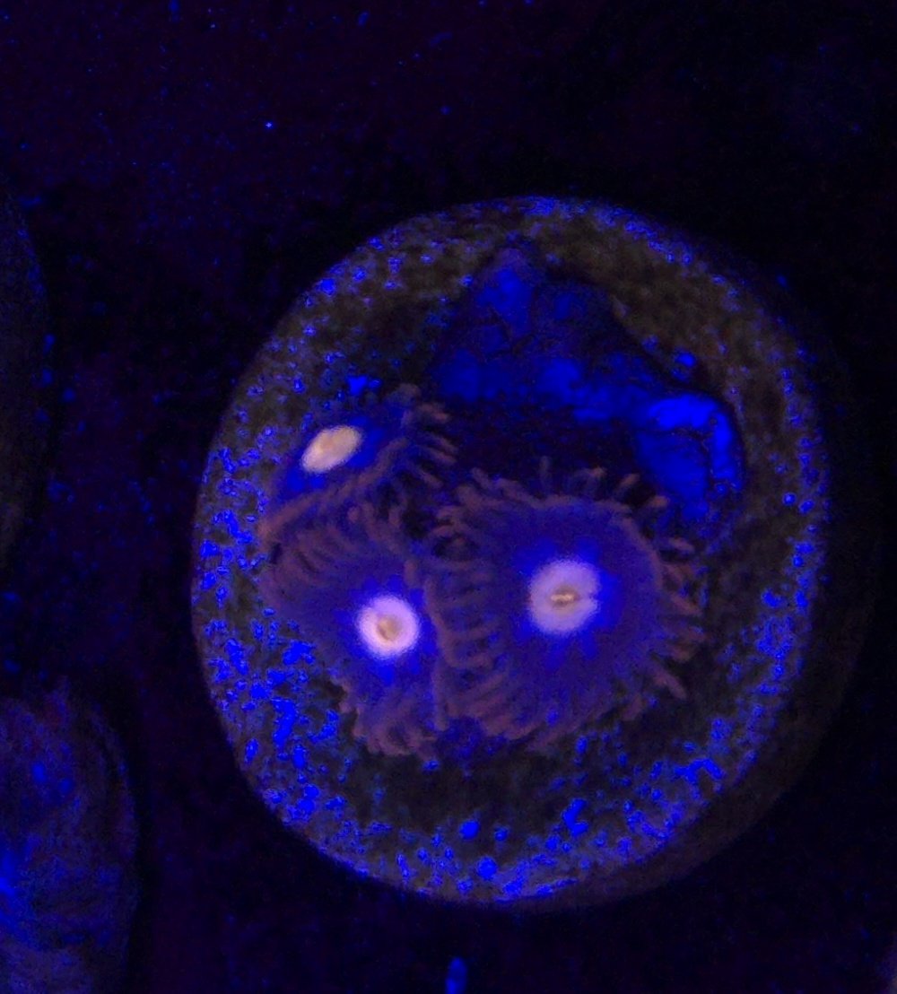 Blue Steel Zoa - Image 2