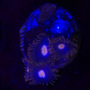 Blue Steel Zoa