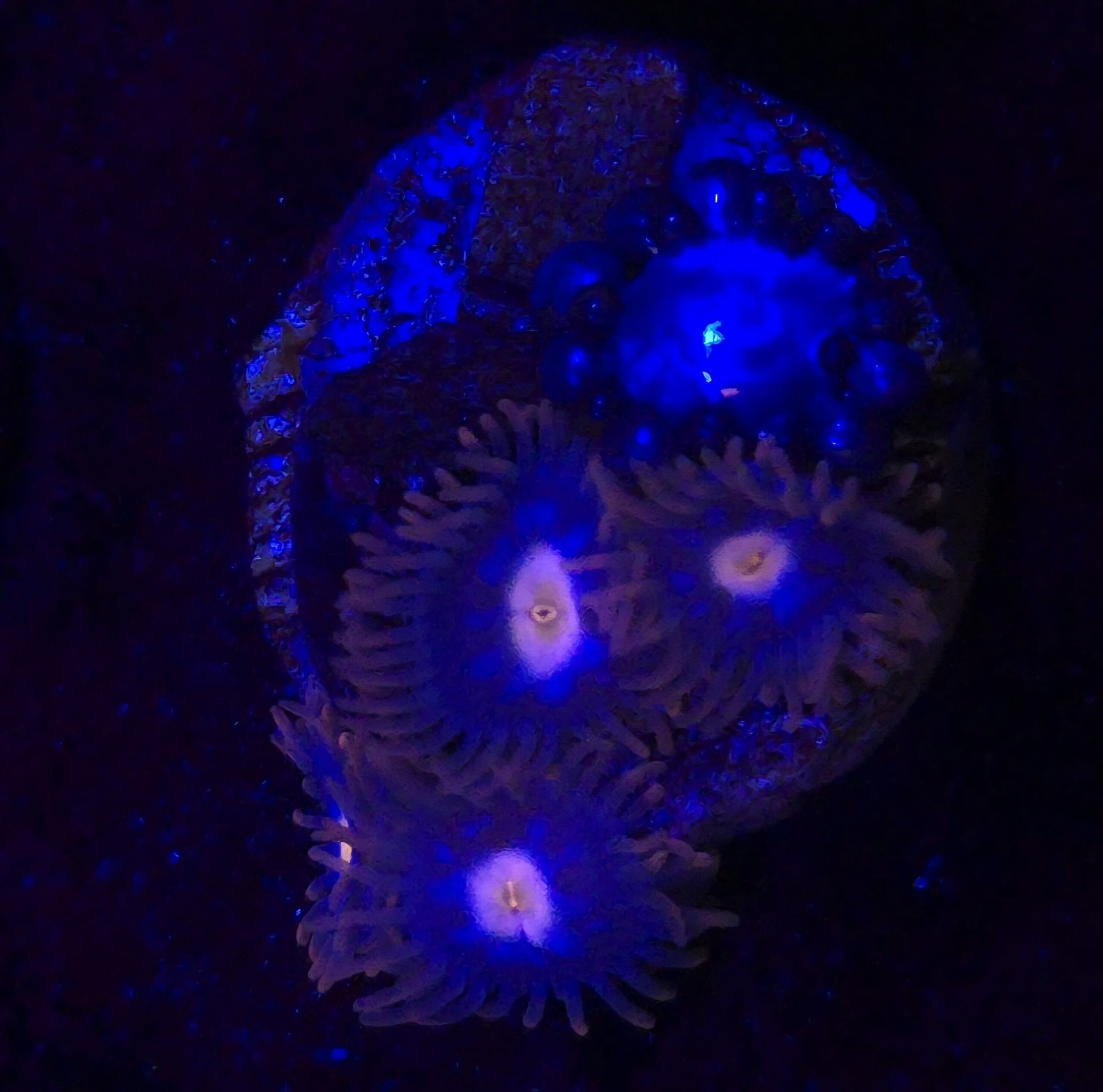 Blue Steel Zoa
