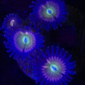 Sunny D Zoa