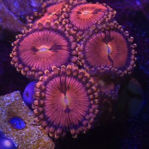 Rainbow Sakura Zoa