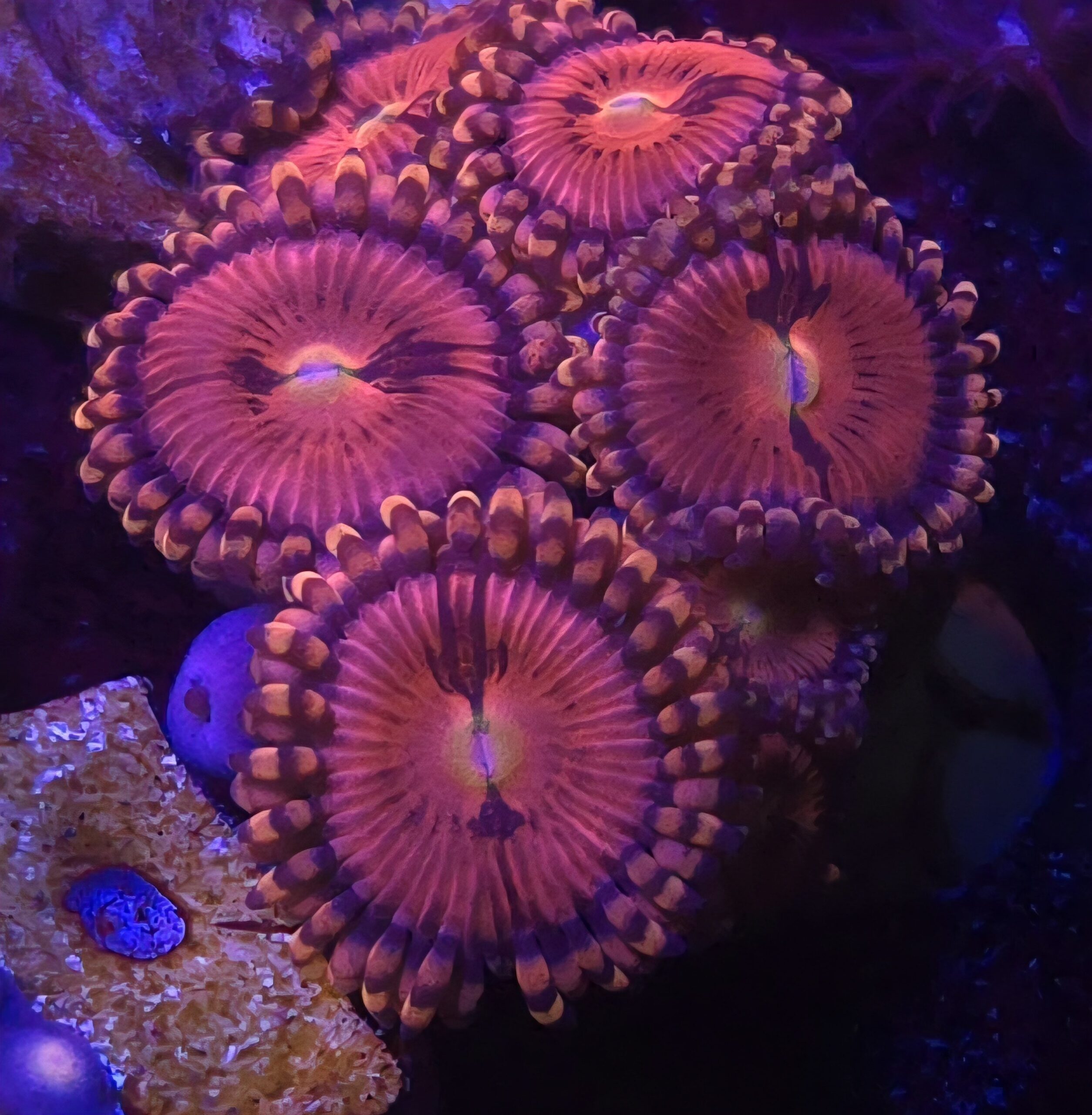 Rainbow Sakura Zoa